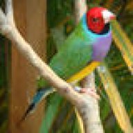 GouldianFinch