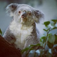 Geoffrey koala_lover