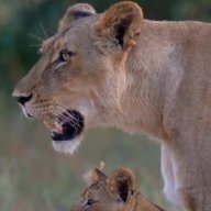 PantheraLeoMelanochaita