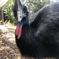 Gibbonsagainstgravity