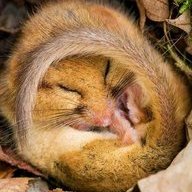 Dormouse
