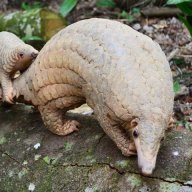 LeMandaiEnthusiast‧