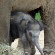 Frankie_number_1_fan