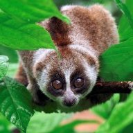 SlowLorisFan