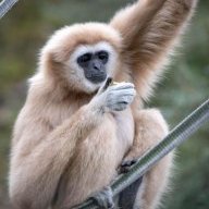 hylobates_hobbyist