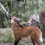 Carnivore Connoisseur