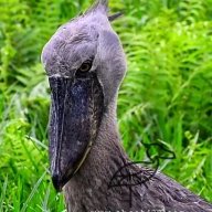 Shoebill.com