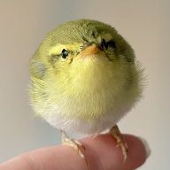 phylloscopus_sibilatrix