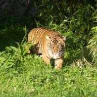 olhl.animal.photography