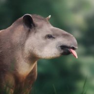 Tapir Maven