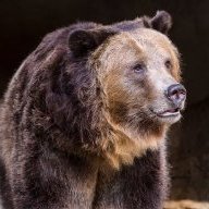 Grizzly Bear King
