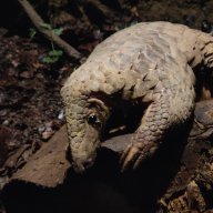 PangolinLover0514
