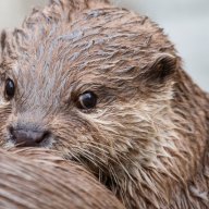 Loutre25