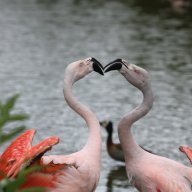 Bird Gardens Scotland