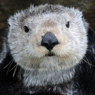 SeaOtterHQ