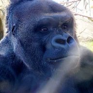 Gorylla