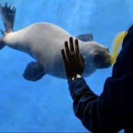 sealwhisperer