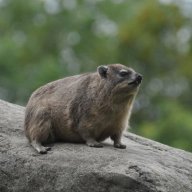 Tommy the hyrax