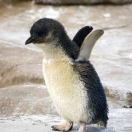 abese penguin