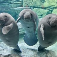 ManateeFan