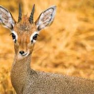 Dik-Dik