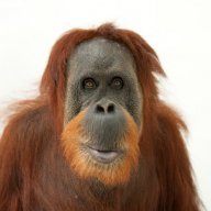 OrangutanLover#36