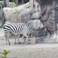 Zebra lad
