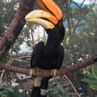 senegalparrotlover55555