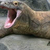 komododragon