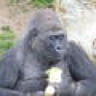jerseygorilla