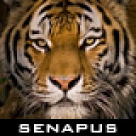 Senapus