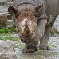 Rhino00
