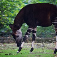 okapis