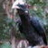 Writhedhornbill