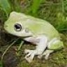 Litoria Caerulea