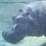 Hippopotamus