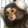 marmoset