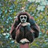 FunkyGibbon