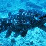 Coelacanth18