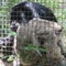HowlerMonkey
