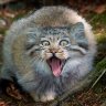 MaNuL