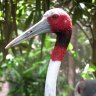 Sarus Crane