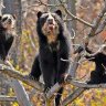 Andean Bear