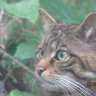 Scottish Wildcat
