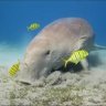 TZDugong