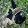 Pileated Gibbon