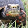 Red Footed Tortoise