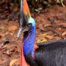 The Cassowary