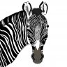 grevy's zebra