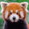 redpanda756